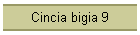 Cincia bigia 9