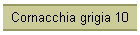 Cornacchia grigia 10