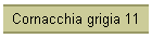 Cornacchia grigia 11