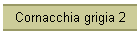 Cornacchia grigia 2
