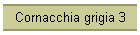 Cornacchia grigia 3