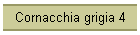 Cornacchia grigia 4