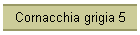 Cornacchia grigia 5