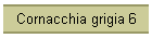 Cornacchia grigia 6