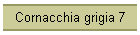 Cornacchia grigia 7