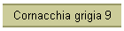 Cornacchia grigia 9