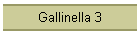 Gallinella 3