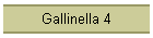 Gallinella 4
