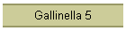 Gallinella 5