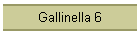 Gallinella 6