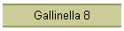 Gallinella 8