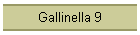 Gallinella 9