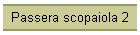 Passera scopaiola 2