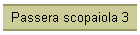 Passera scopaiola 3