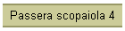 Passera scopaiola 4