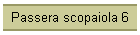 Passera scopaiola 6