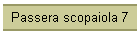Passera scopaiola 7