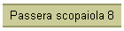 Passera scopaiola 8