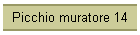 Picchio muratore 14