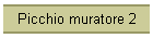 Picchio muratore 2