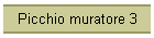 Picchio muratore 3