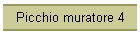 Picchio muratore 4