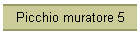 Picchio muratore 5