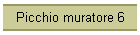 Picchio muratore 6
