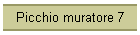 Picchio muratore 7
