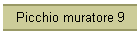 Picchio muratore 9