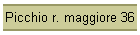 Picchio r. maggiore 36