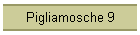 Pigliamosche 9