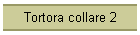 Tortora collare 2