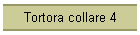 Tortora collare 4