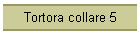 Tortora collare 5