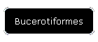 Bucerotiformes