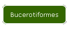 Bucerotiformes