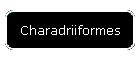 Charadriiformes