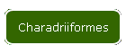 Charadriiformes