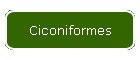 Ciconiformes