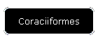 Coraciiformes