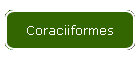 Coraciiformes