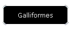 Galliformes