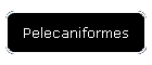 Pelecaniformes