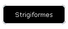 Strigiformes