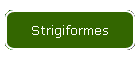 Strigiformes