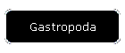 Gastropoda