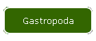 Gastropoda