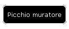 Picchio muratore