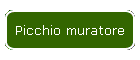 Picchio muratore